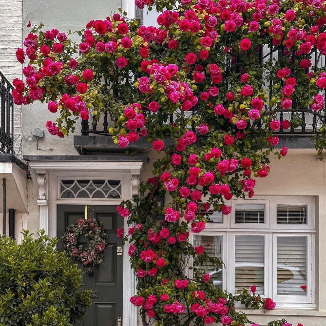 Elegant Climbing Rose Flower Seeds Combo